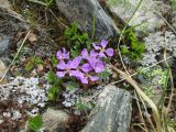 Chorispora bungeana