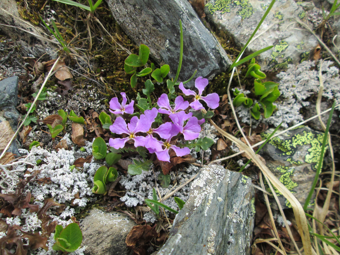 Image of Chorispora bungeana specimen.