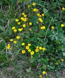 Potentilla gelida подвид boreo-asiatica. Цветущие растения. Алтай, Кош-Агачский р-н, долина р. Аккаллу-Озек, ≈ 2300 м н.у.м., берег реки. 17.06.2019.