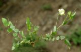 Lathyrus aphaca