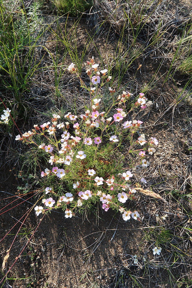 Image of Chamaerhodos grandiflora specimen.