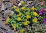 Rhodiola rosea. Цветущие растения. Алтай, Кош-Агачский р-н, долина р. Аккаллу-Озек, ≈ 2800 м н.у.м., каменистый склон. 17.06.2019.