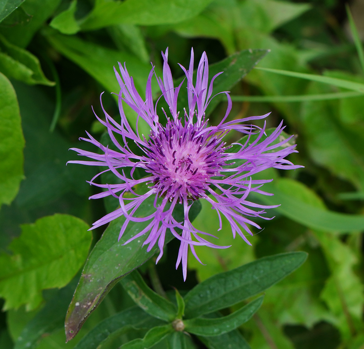 Изображение особи Centaurea jacea.