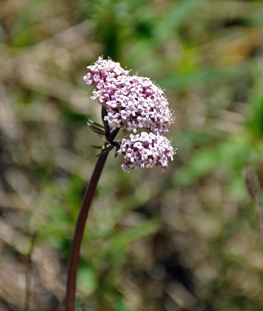 Изображение особи Valeriana dubia.