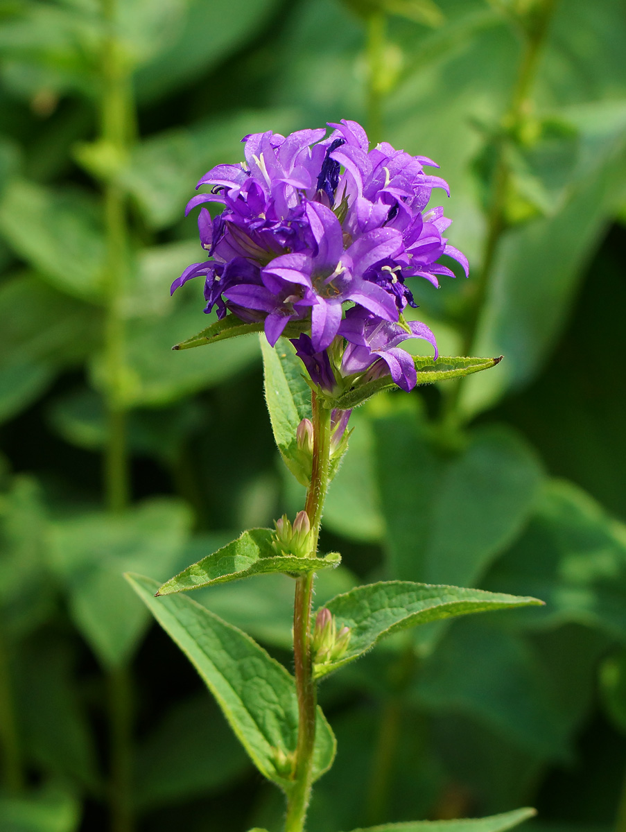 Image of Campanula glomerata specimen.