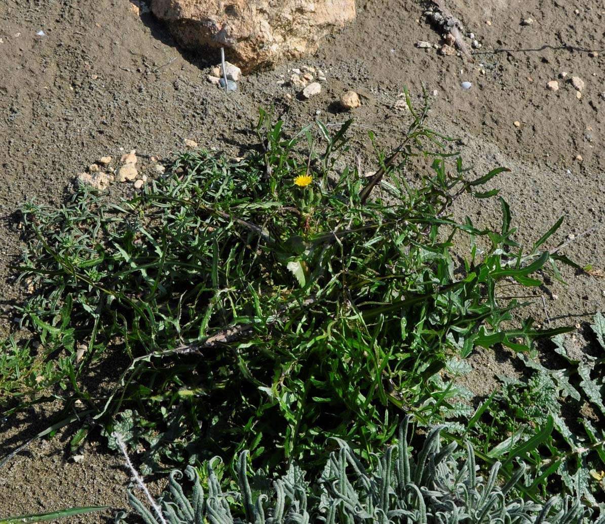 Image of Sonchus tenerrimus specimen.