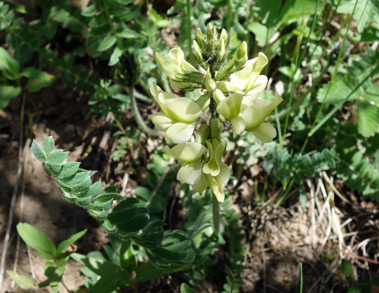 Image of Oxytropis macrocarpa specimen.