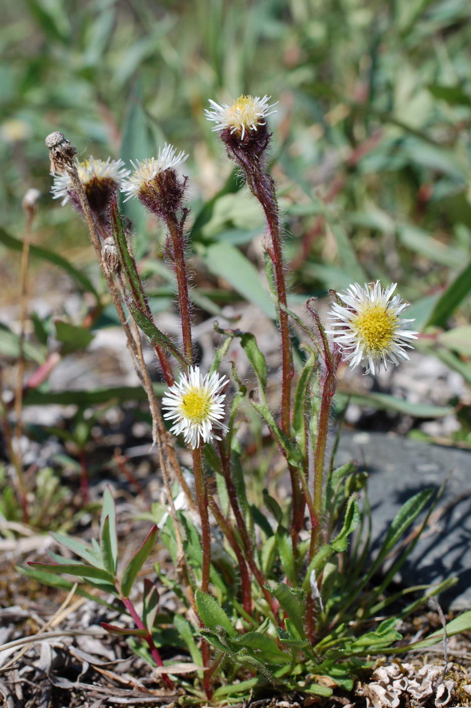 Изображение особи Erigeron humilis.