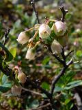Vaccinium uliginosum