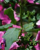 Malva trimestris