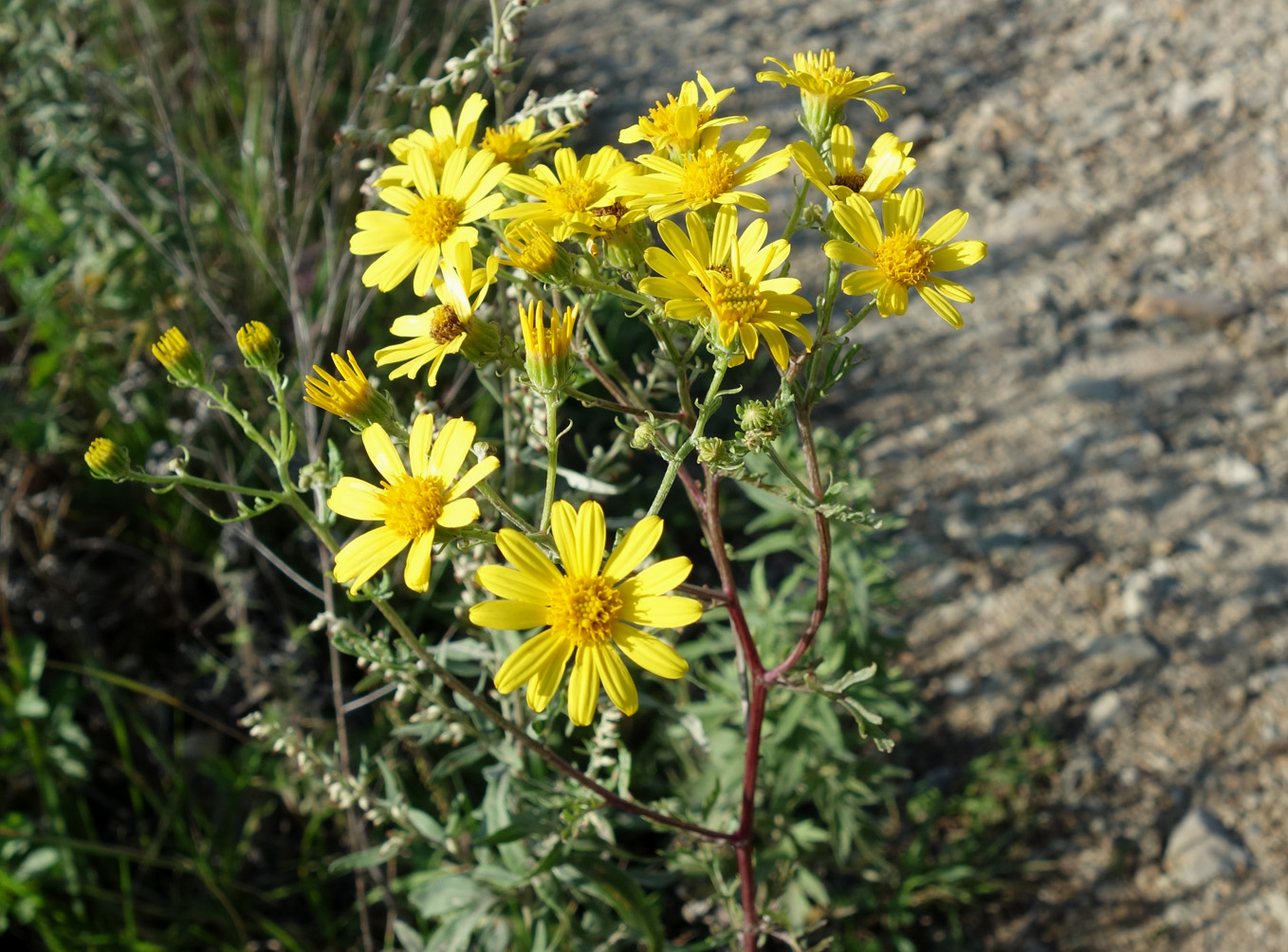 Image of Senecio argunensis specimen.