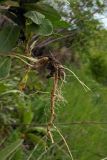 Lepidium campestre