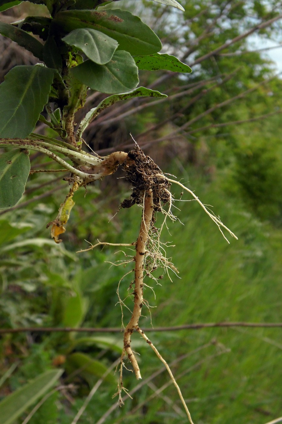 Image of Lepidium campestre specimen.