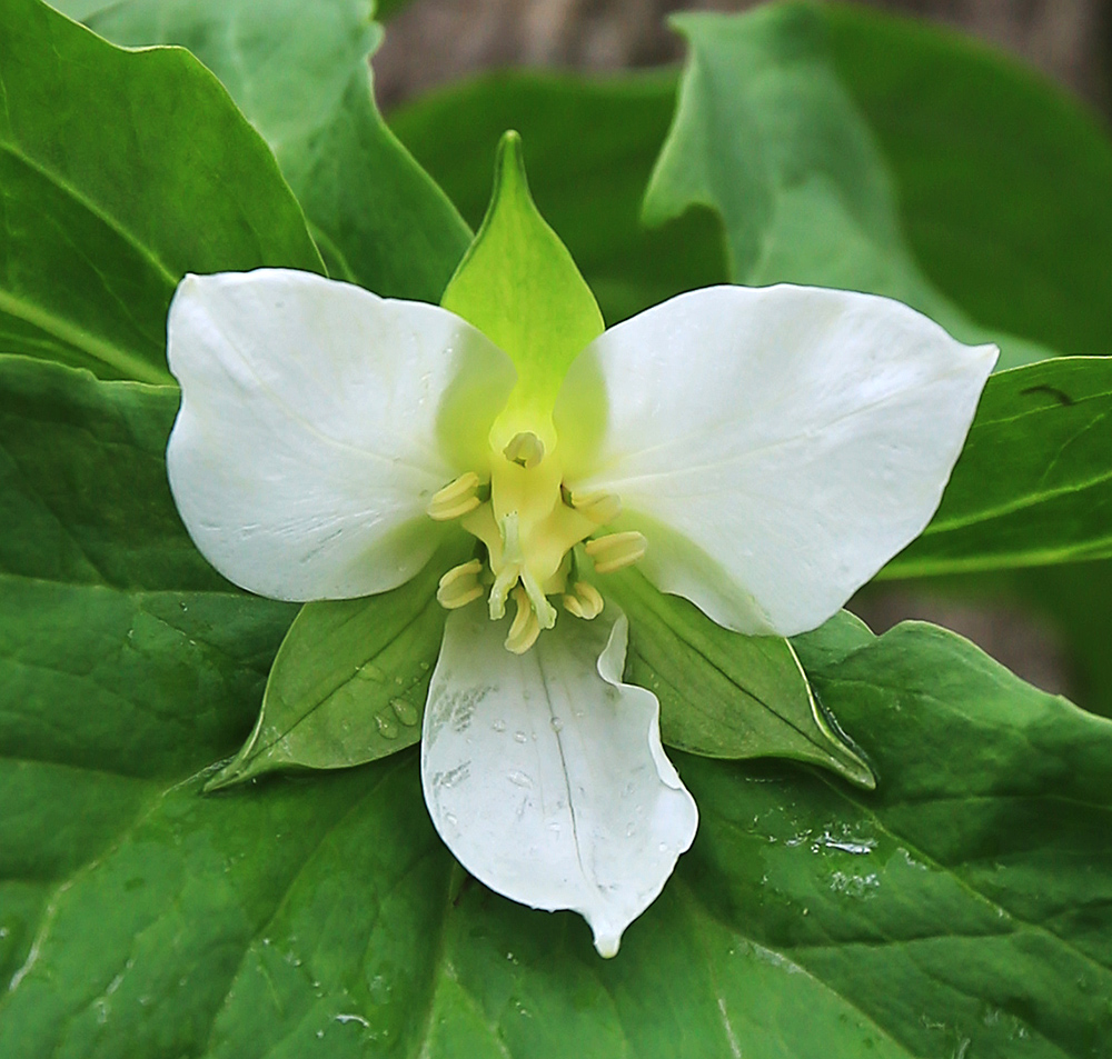 Image of Trillium &times; komarovii specimen.