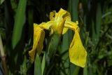 Iris pseudacorus. Цветок и бутон. Республика Адыгея, г. Майкоп, южная окраина, между р. Белая и северной оконечностью водораздельного хребта Нагиеж-Уашх, заболоченный пойменный лес (ива, ольха). 24.05.2020.