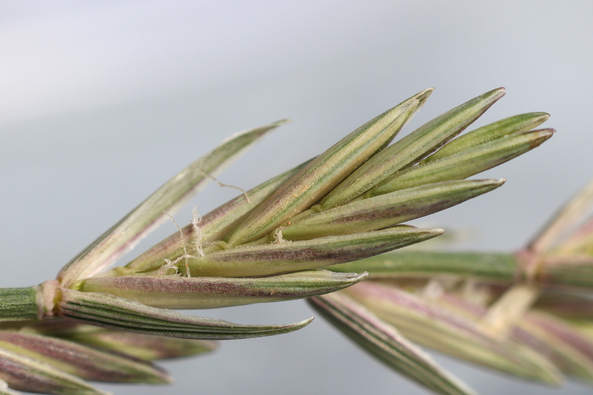 Изображение особи Elytrigia elongatiformis.