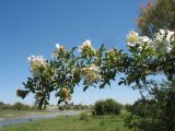 Rosa beggeriana. Верхушка ветви с цветками. Казахстан, вост. окраина г. Тараз, пойма р. Талас, остров, край тугая. 18 июня 2020 г.