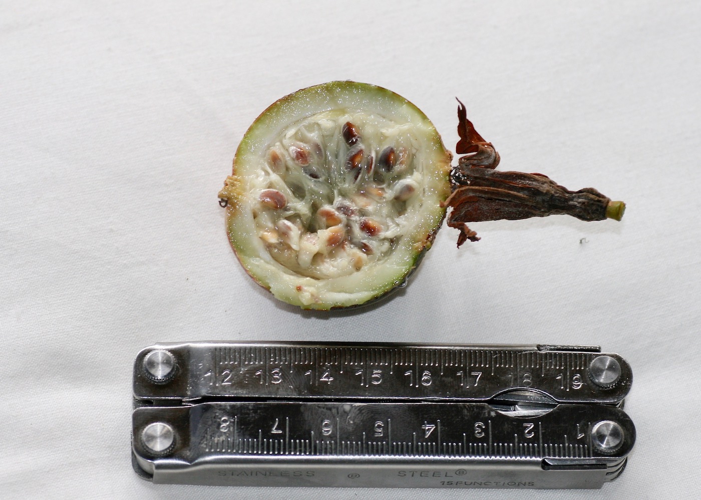 Image of Passiflora miniata specimen.