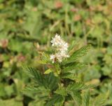 Filipendula ulmaria. Верхушка цветущего растения. Республика Алтай, Онгудайский р-н, Семинский перевал, ≈ 1700 м н. у. м., луг перед опушкой кедрового леса. 27.07.2020.