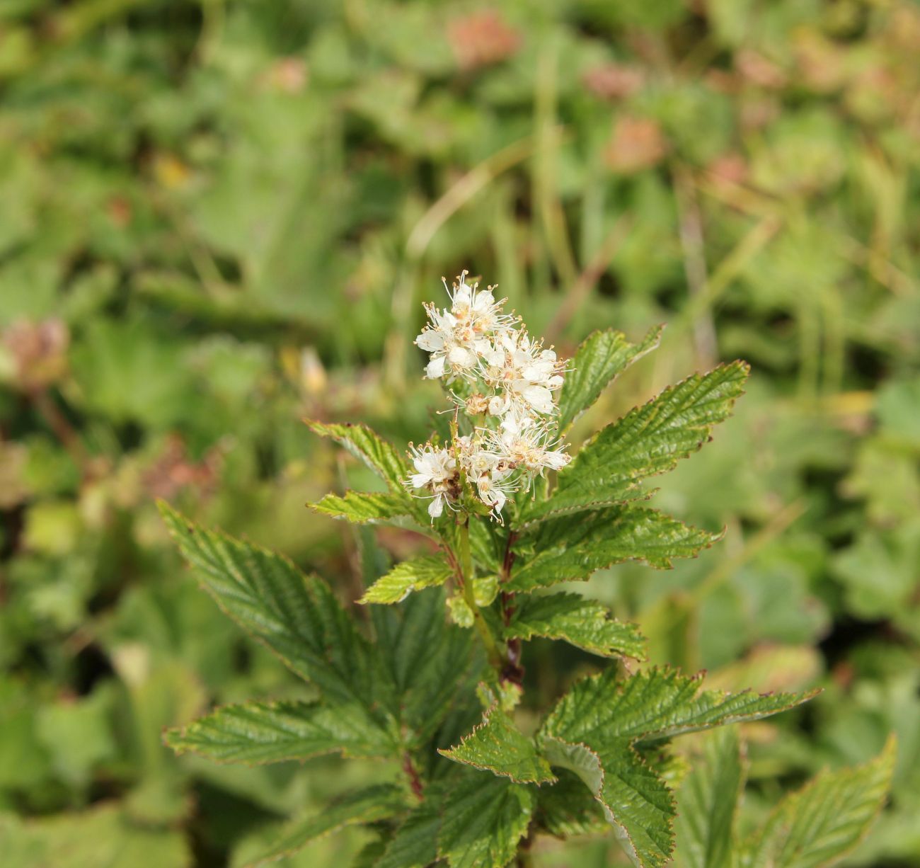 Image of Filipendula ulmaria specimen.