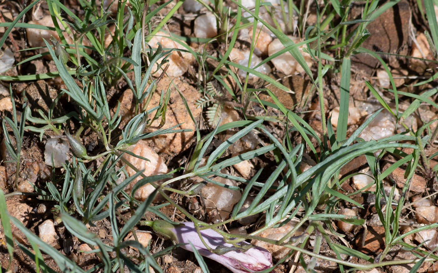 Image of Ipomoea bolusiana specimen.