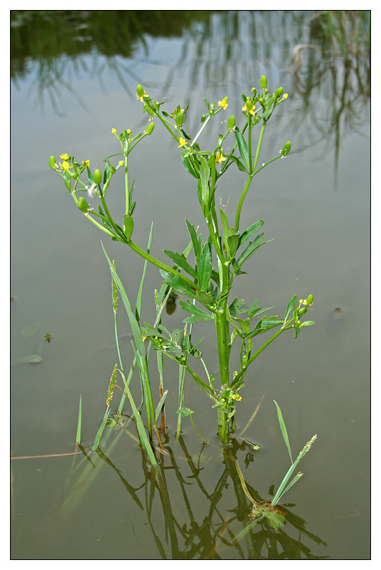 Image of Ranunculus sceleratus specimen.