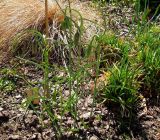 Fritillaria pyrenaica