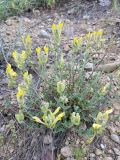 Scutellaria comosa