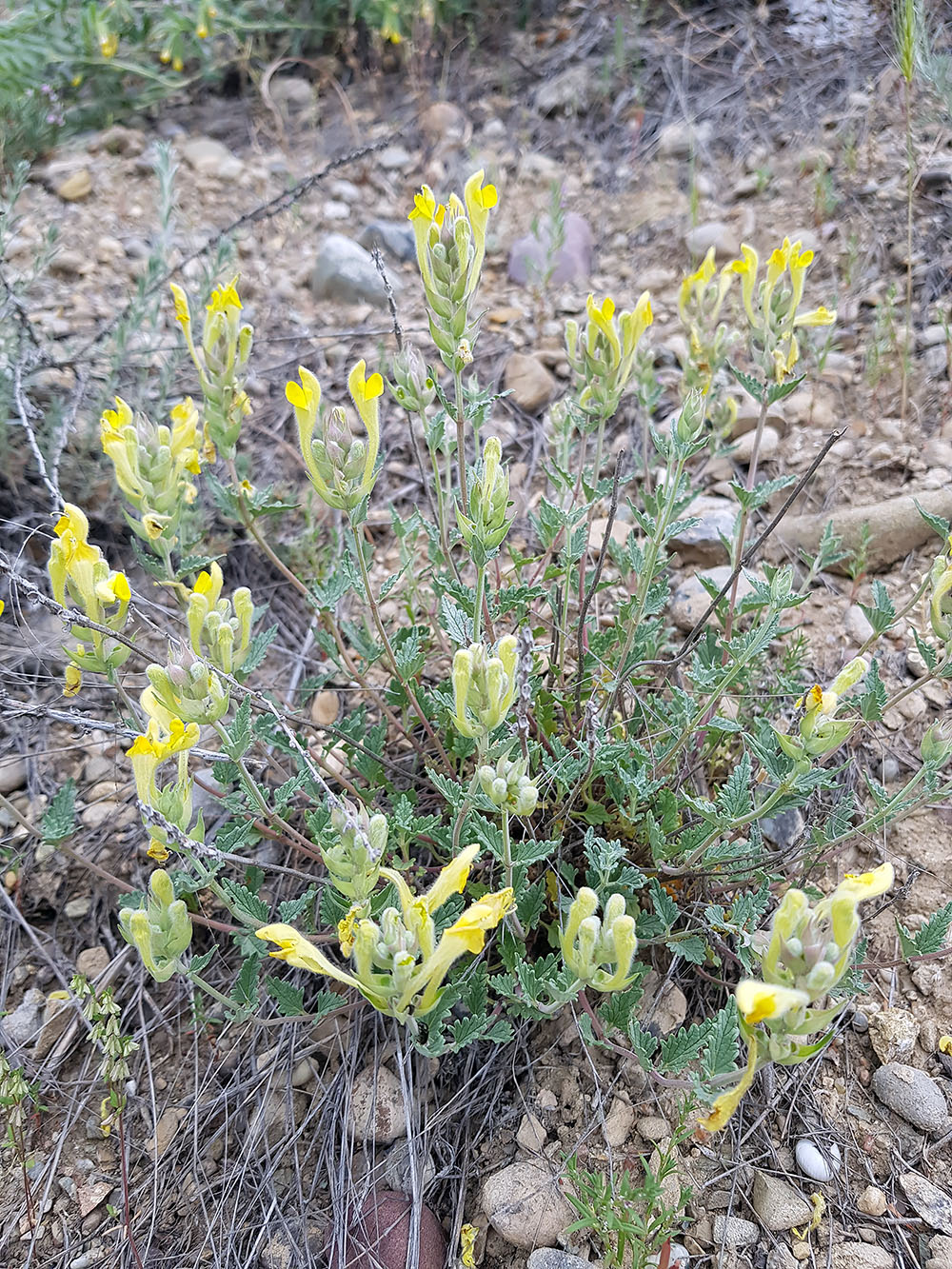 Изображение особи Scutellaria comosa.