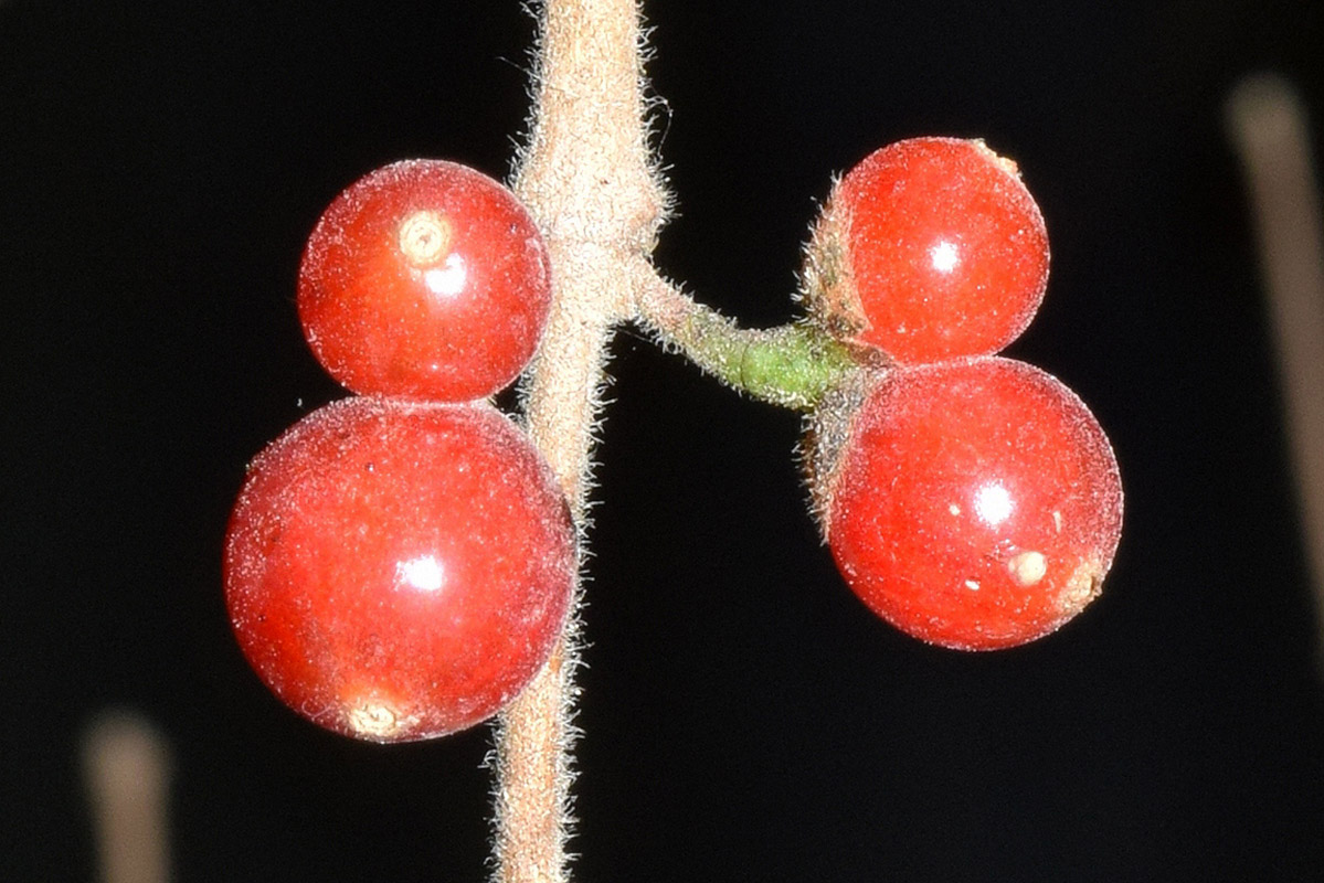 Image of genus Lonicera specimen.