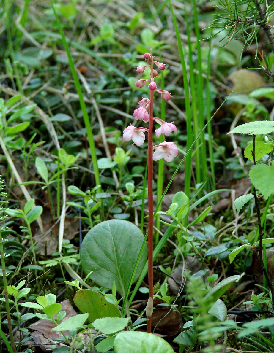 Image of Pyrola incarnata specimen.