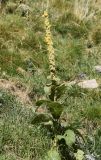 Verbascum thapsus