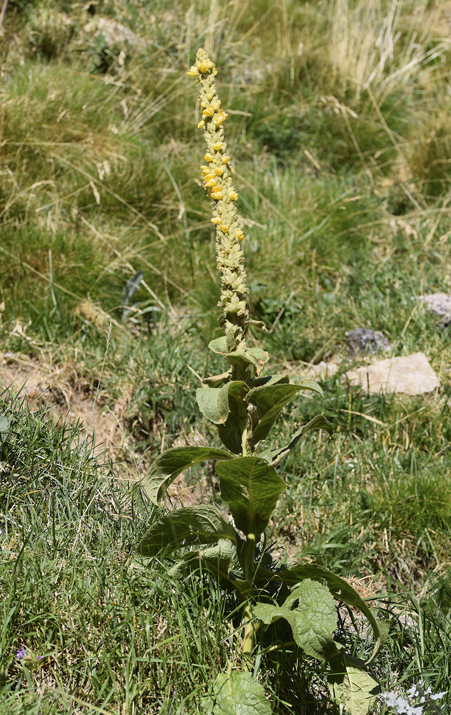 Изображение особи Verbascum thapsus.