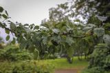Pyrus pyraster