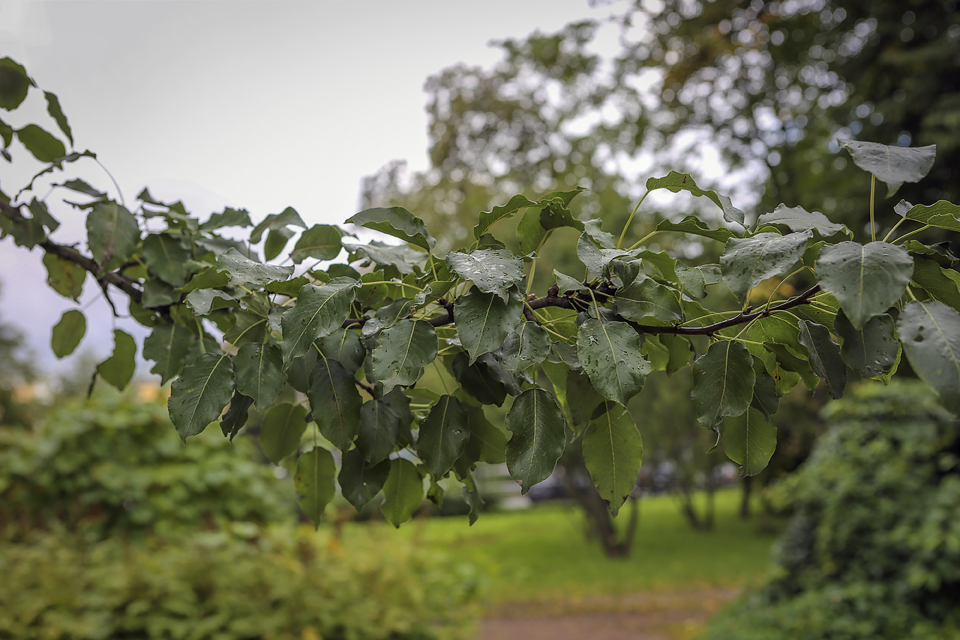 Изображение особи Pyrus pyraster.