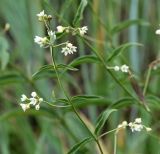 Image of taxon representative. Author is Лида Онищенко