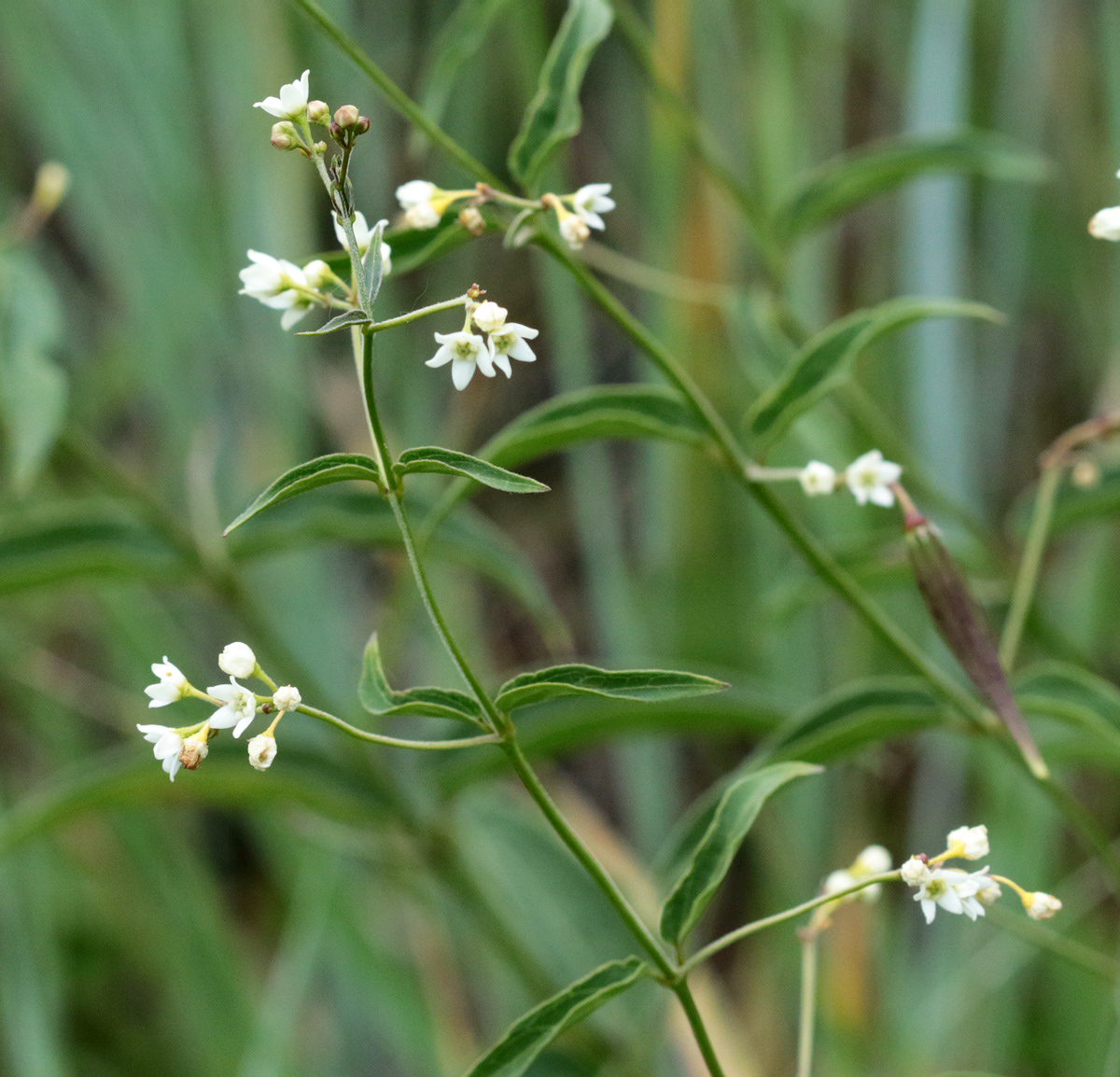 Image of Vincetoxicum hirundinaria specimen.