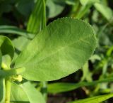 Euphorbia helioscopia