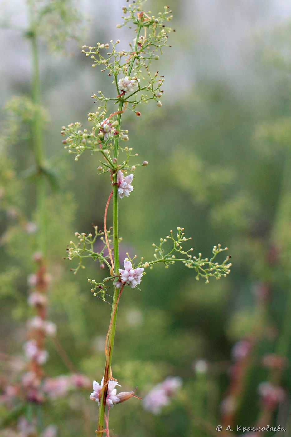 Изображение особи Cuscuta epithymum.