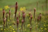 Eremurus regelii