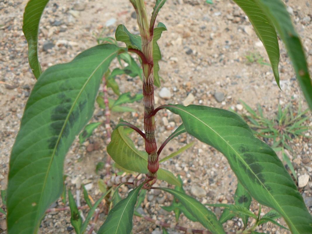 Image of Persicaria maculosa specimen.