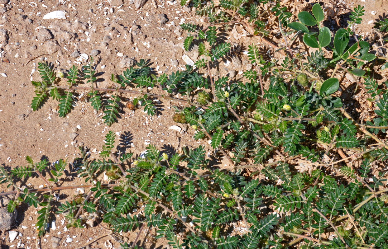 Изображение особи Tribulus terrestris.