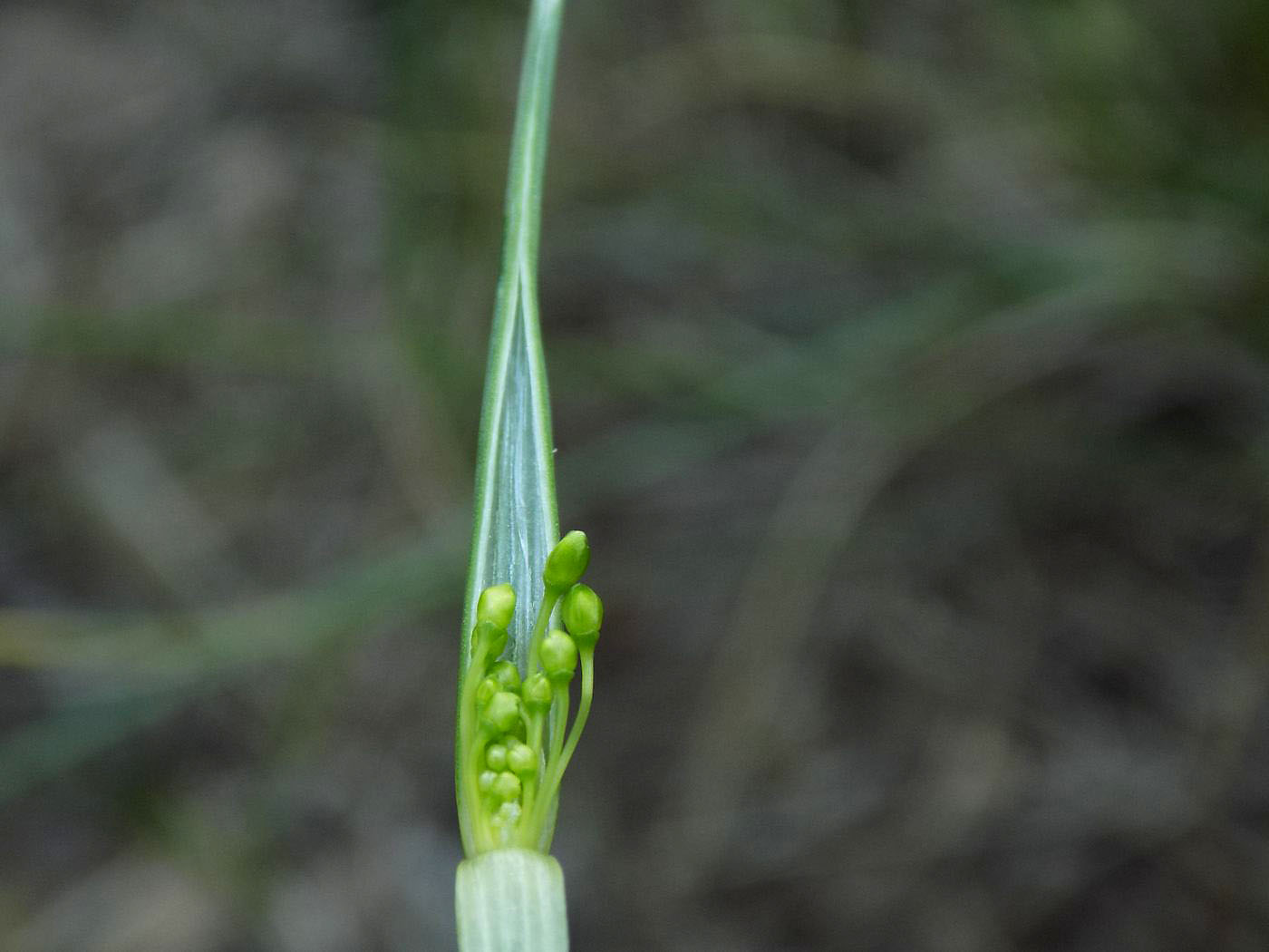 Изображение особи Allium paczoskianum.