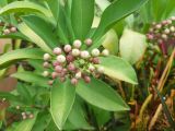 Ardisia elliptica