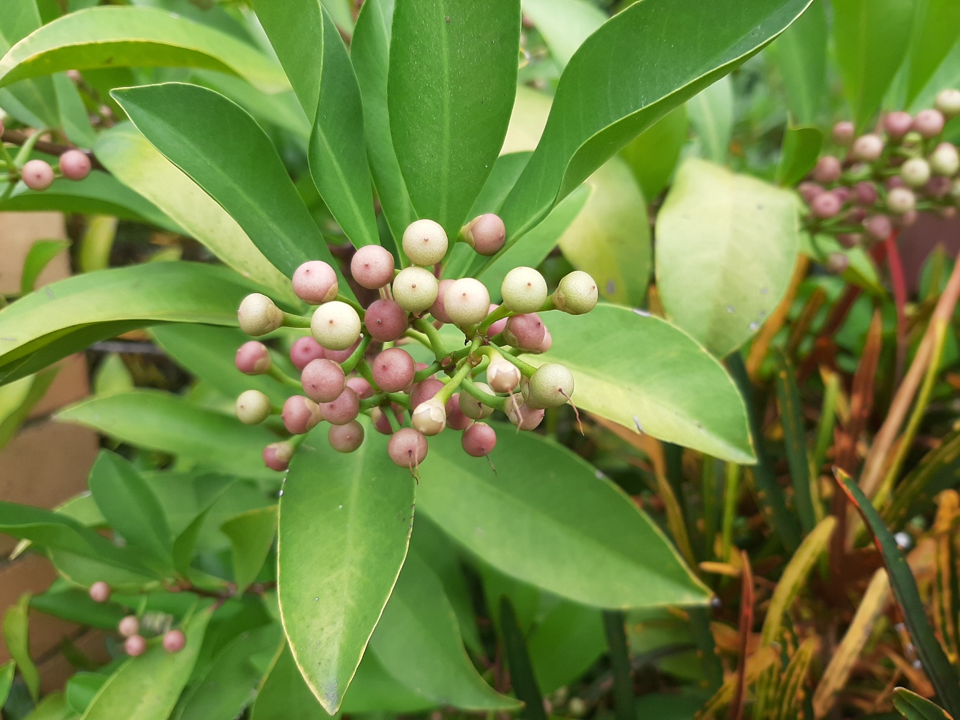 Image of Ardisia elliptica specimen.
