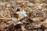 Eranthis stellata