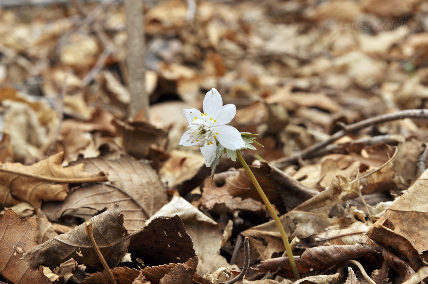 Изображение особи Eranthis stellata.