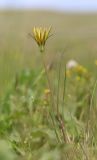 Tragopogon pusillus. Цветущее растение. Крым, Керченский п-ов, Приазовье, Караларская степь, засолённая степь. 6 мая 2021 г.