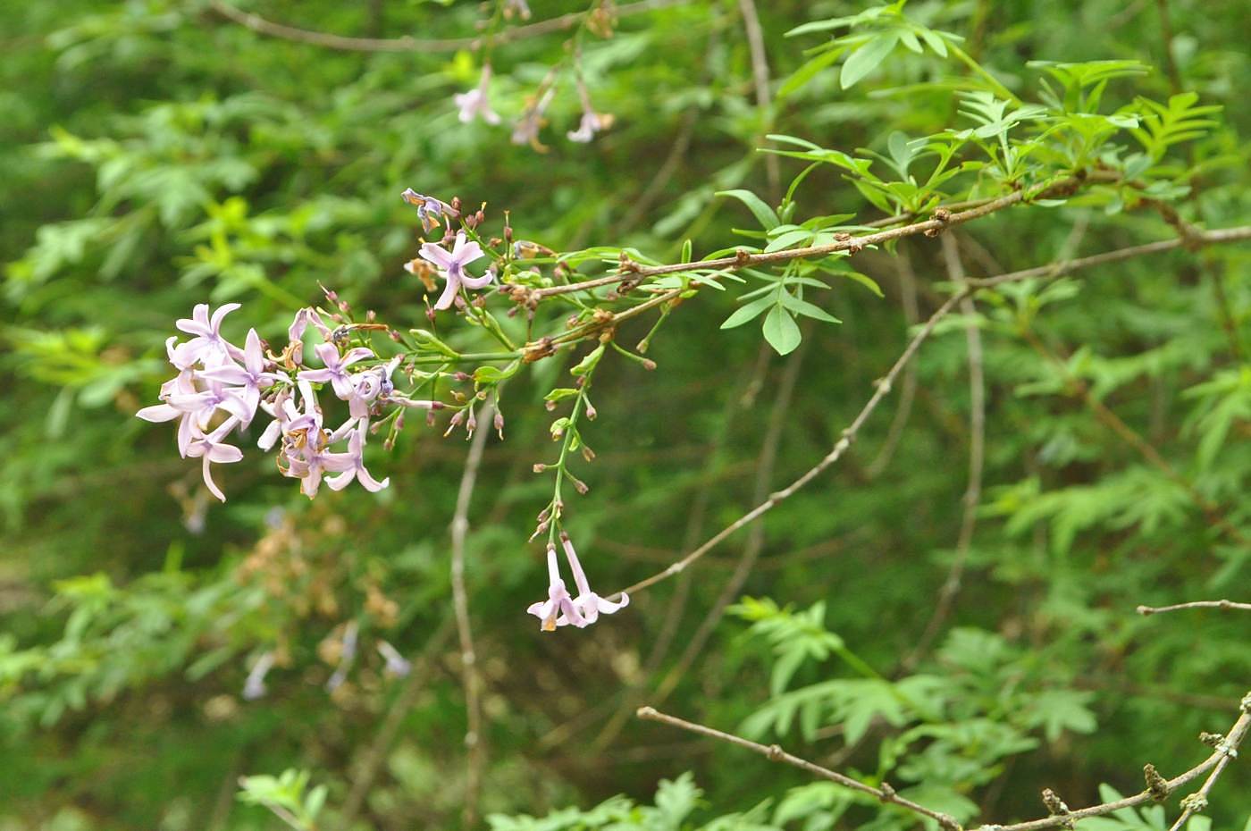 Изображение особи Syringa persica.