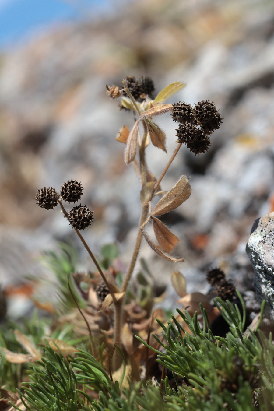 Image of Medicago meyeri specimen.